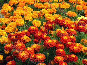 Marigold blomster