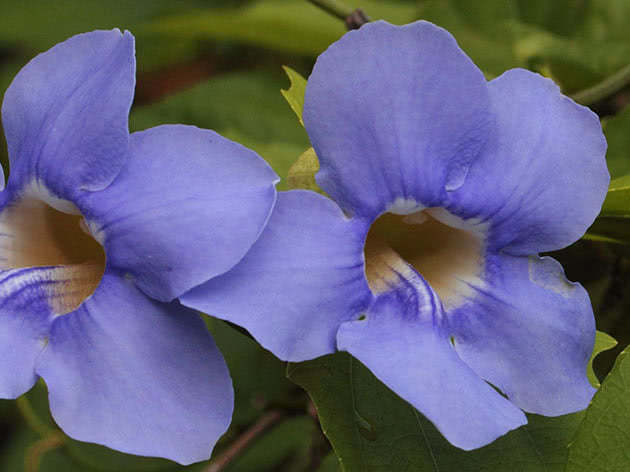 Tunbergia blomster