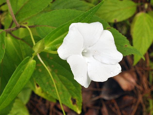 Tunbergia blomster