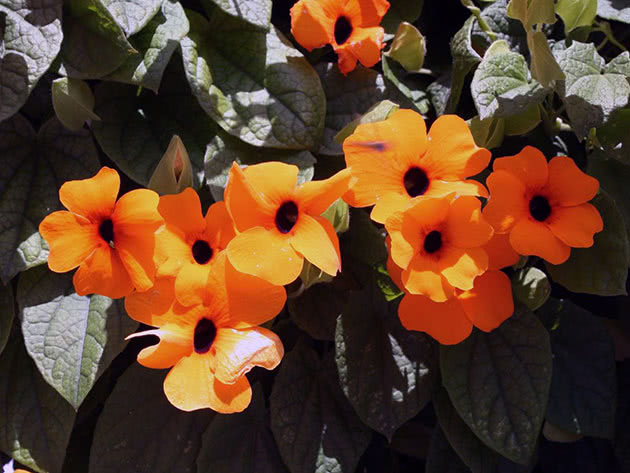 Bevinget Thunbergia / Thunbergia alata