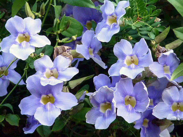 Thunbergia grandiflora, Thunbergia grandiflora, Blue Thunbergia