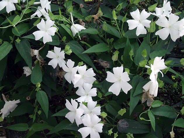 Thunbergia fragrans