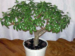 Fat Woman - Money Tree - Crassula