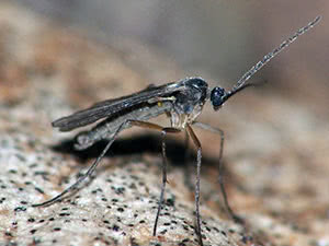 Midges i innendørsblomster - hvordan bli kvitt