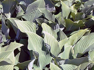 Blomsteromsorg i august - hosta