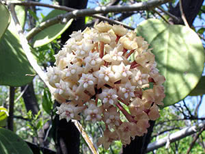 Hoya - upretensiøs innendørs blomst