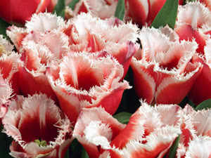 Tulipansorter