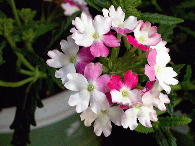 Verbena blomsterstand