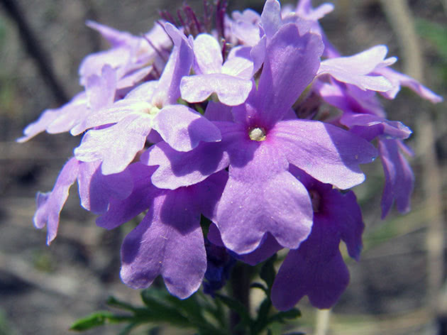 Verbena blomst