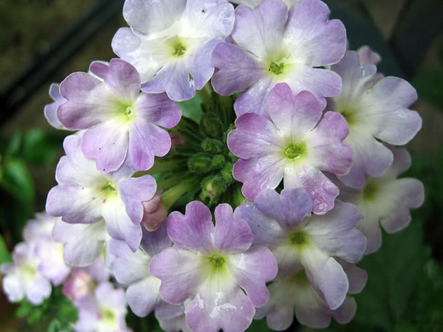 Verbena plante