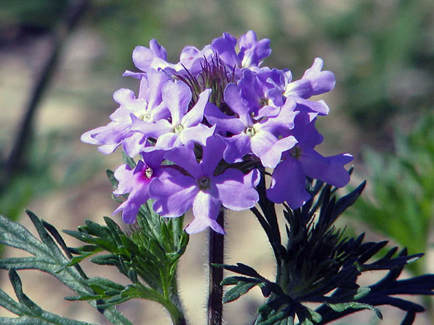 Verbena lilla