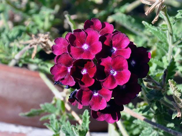 Verbena blomster