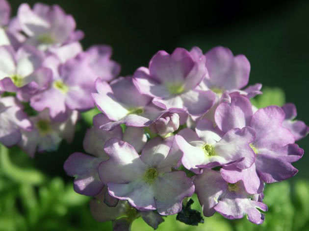 Verbena blomster