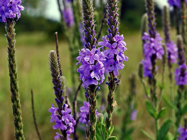 Verbena direct / Verbena stricta