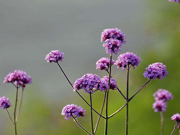 Verbena of Buenos Aires / Verbena bonariensis