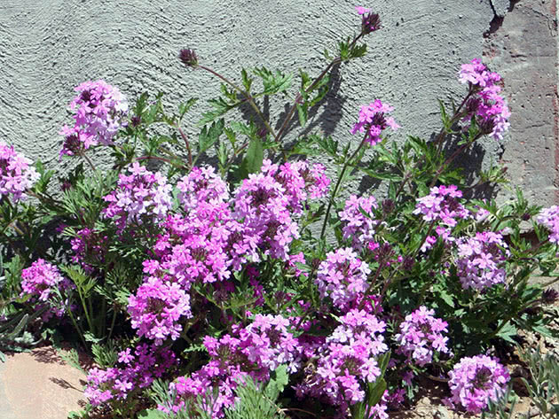 Kanadisk Verbena / Verbena canadensis