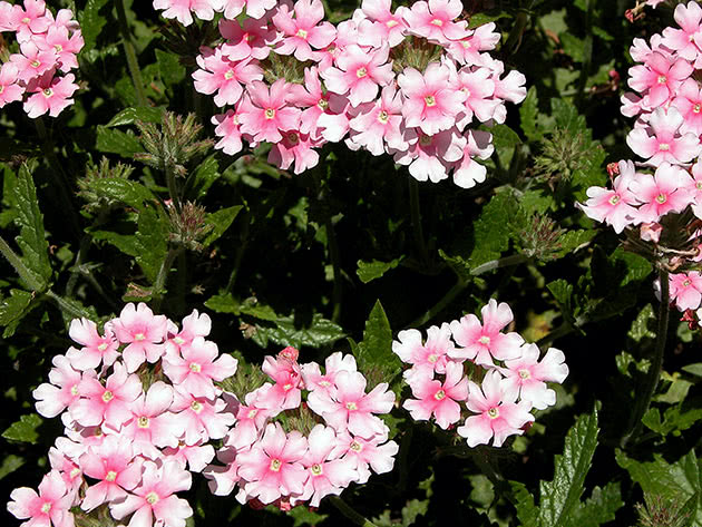 Verbena hybrid / Verbena hybrida