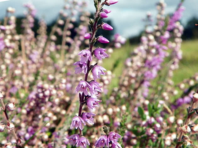 Lyngblomster i det åpne feltet