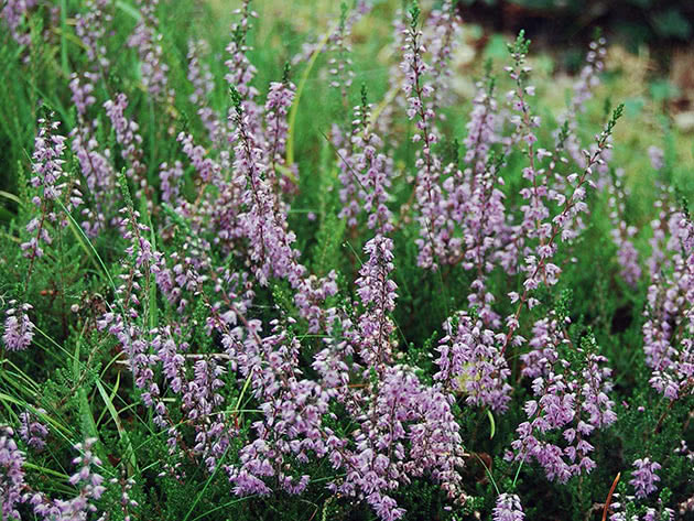 Blomstrende lyng på stedet