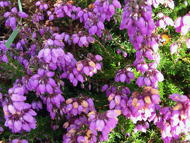 Obična vrijesak / Calluna vulgaris