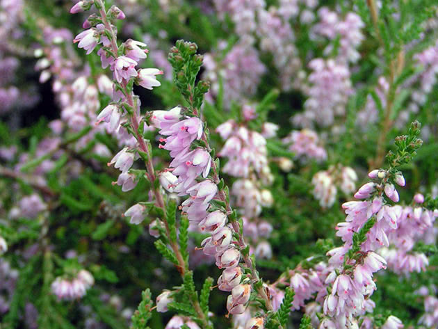 Vanlig lyngblomst