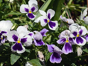 Viola blomster