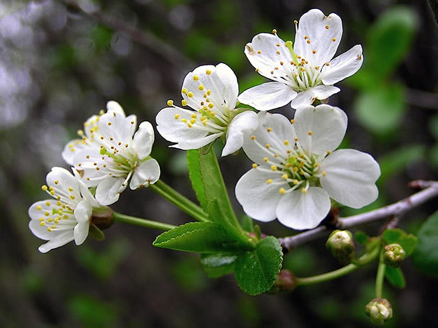 kirsebærblomster