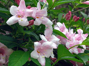 Cvijet Weigela