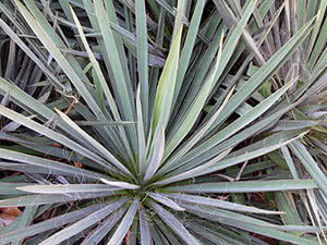 Yucca blomst