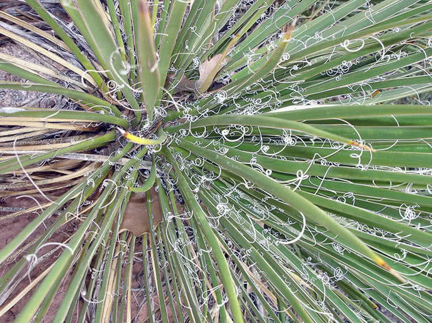 Yucca plante