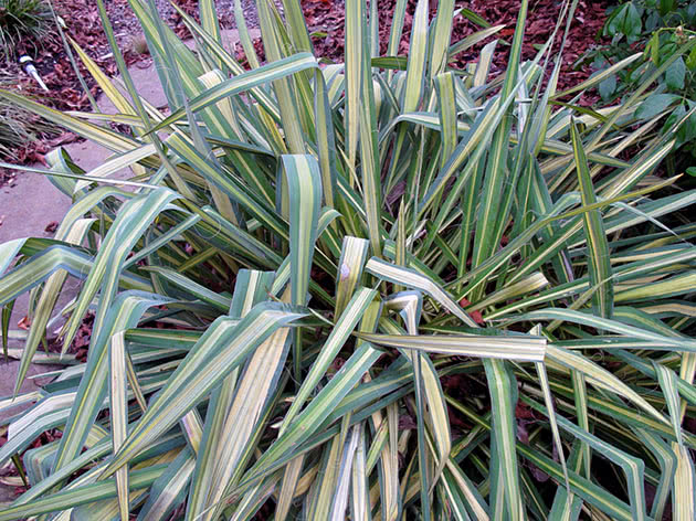 Yucca fatløs