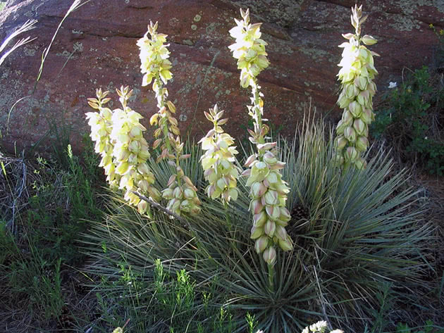 Yucca blomstrer i naturen