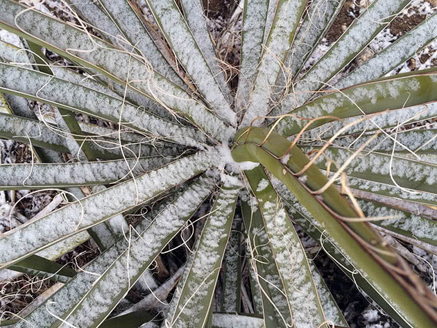 Yucca under snøen