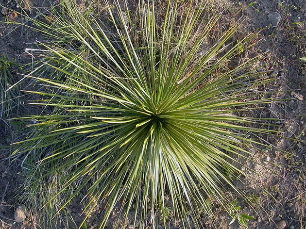 Yucca busk