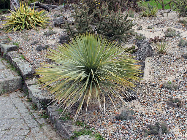 Yucca palme