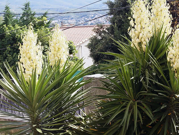 Yucca aloe blad / Yucca aloifolia