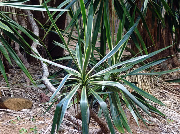 Yucca elephantipes