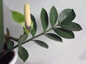 Zamioculcas hjemme