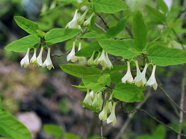 Blomstrende kaprifol