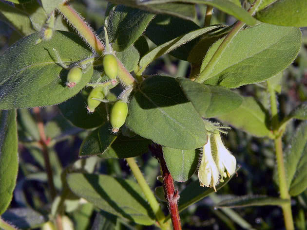 Blomstring og innstilling av kaprifol frukt