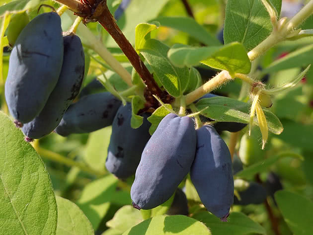 Planting og stell av kaprifol i hagen