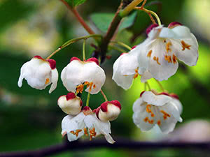 Voksende actinidia kolomikta i hagen