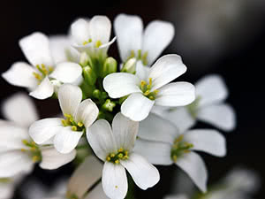 Arabis blomst eller rezuha