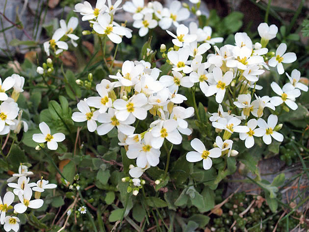 Hvordan plante og ta vare på arabier (razuha)