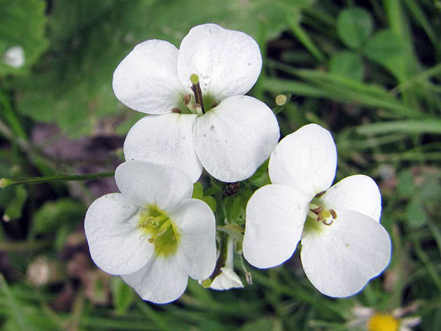 Alpine Arabis (Arabis alpina = Arabis flaviflora)