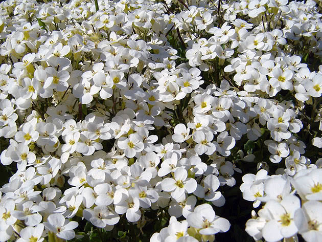 Kaukasiske arabere (Arabis caucasica)