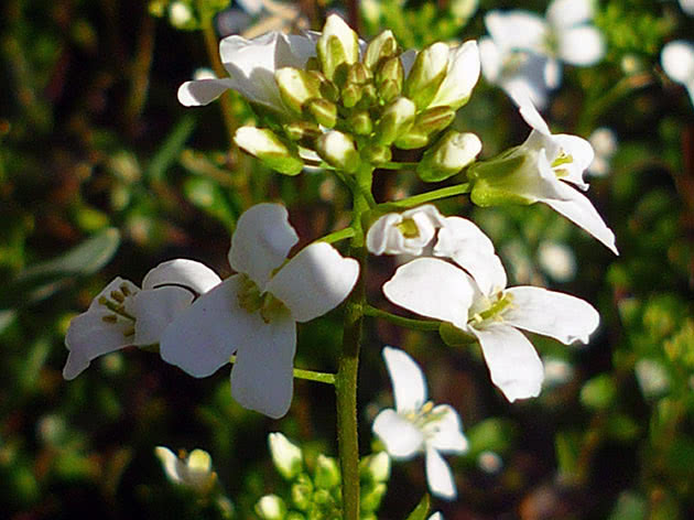 Arabiere løper ut (Arabis procurrens)