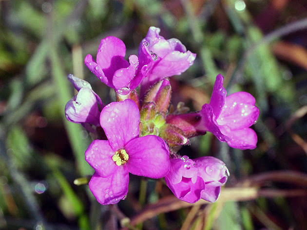 Arabis ciliate (Arabis blepharophylla)