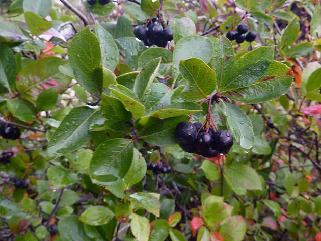 Dyrker chokeberry i hagen