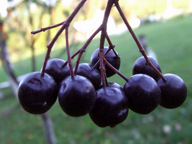 Plante og ta vare på chokeberry